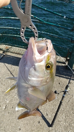 ショゴの釣果