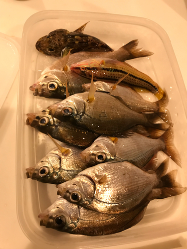 ウミタナゴの釣果