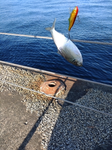 コノシロの釣果