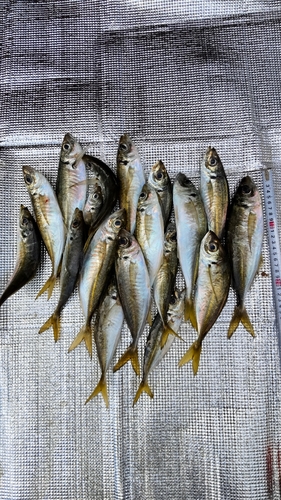 アジの釣果