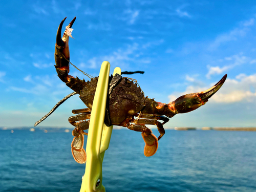 イシガニの釣果