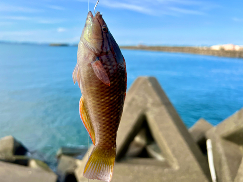 ベラの釣果