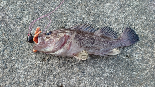 クロソイの釣果