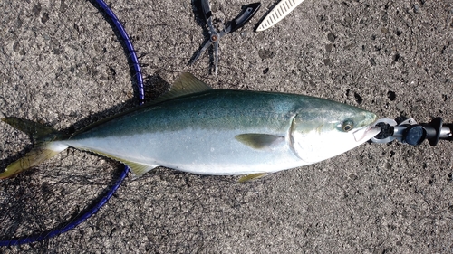 ハマチの釣果