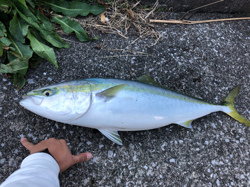 ハマチの釣果