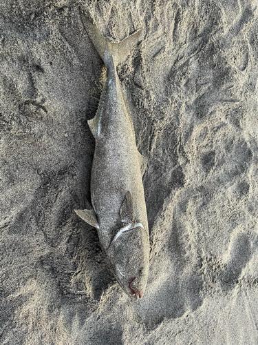 イナダの釣果