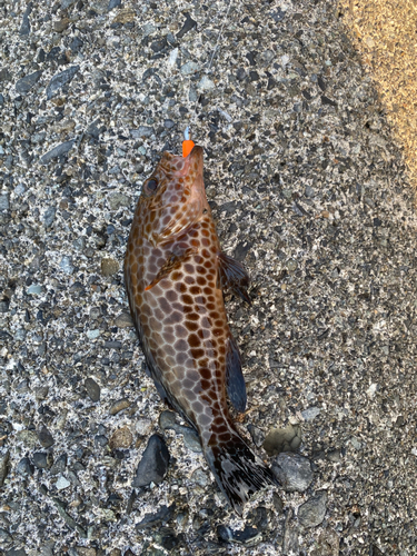 オオモンハタの釣果