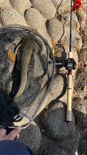 ナマズの釣果