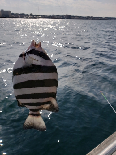 サンバソウの釣果