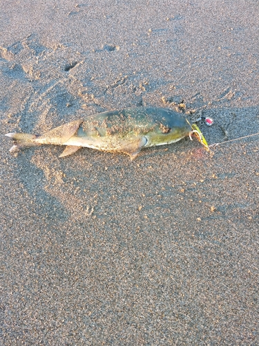 シロサバフグの釣果