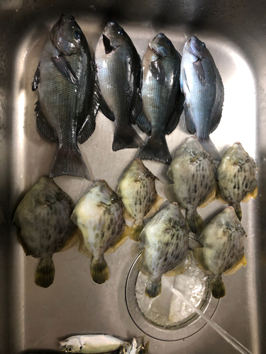 グレの釣果