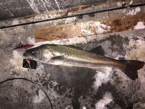 シーバスの釣果