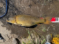 コイの釣果