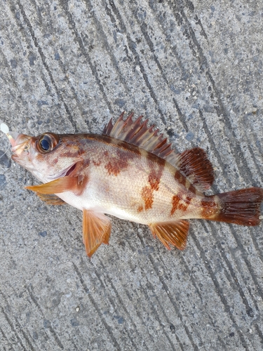 メバルの釣果