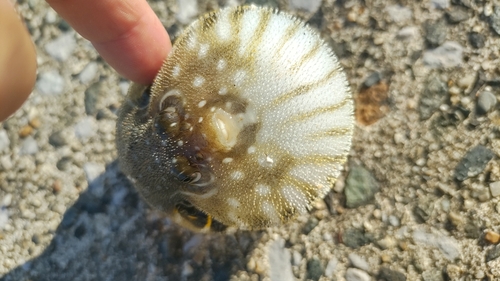 フグの釣果