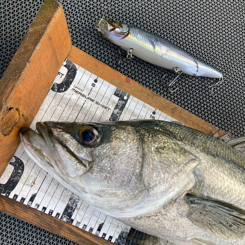 シーバスの釣果