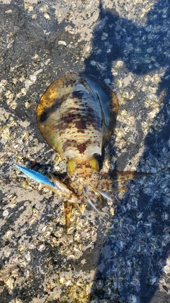 アオリイカの釣果