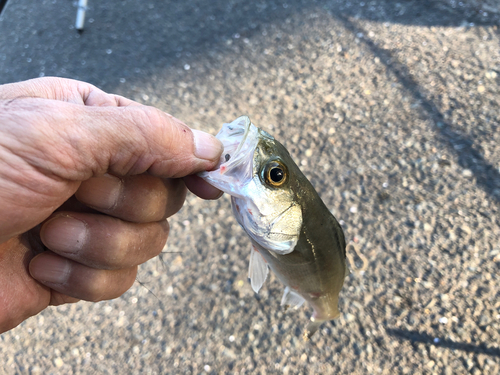 セイゴ（マルスズキ）の釣果