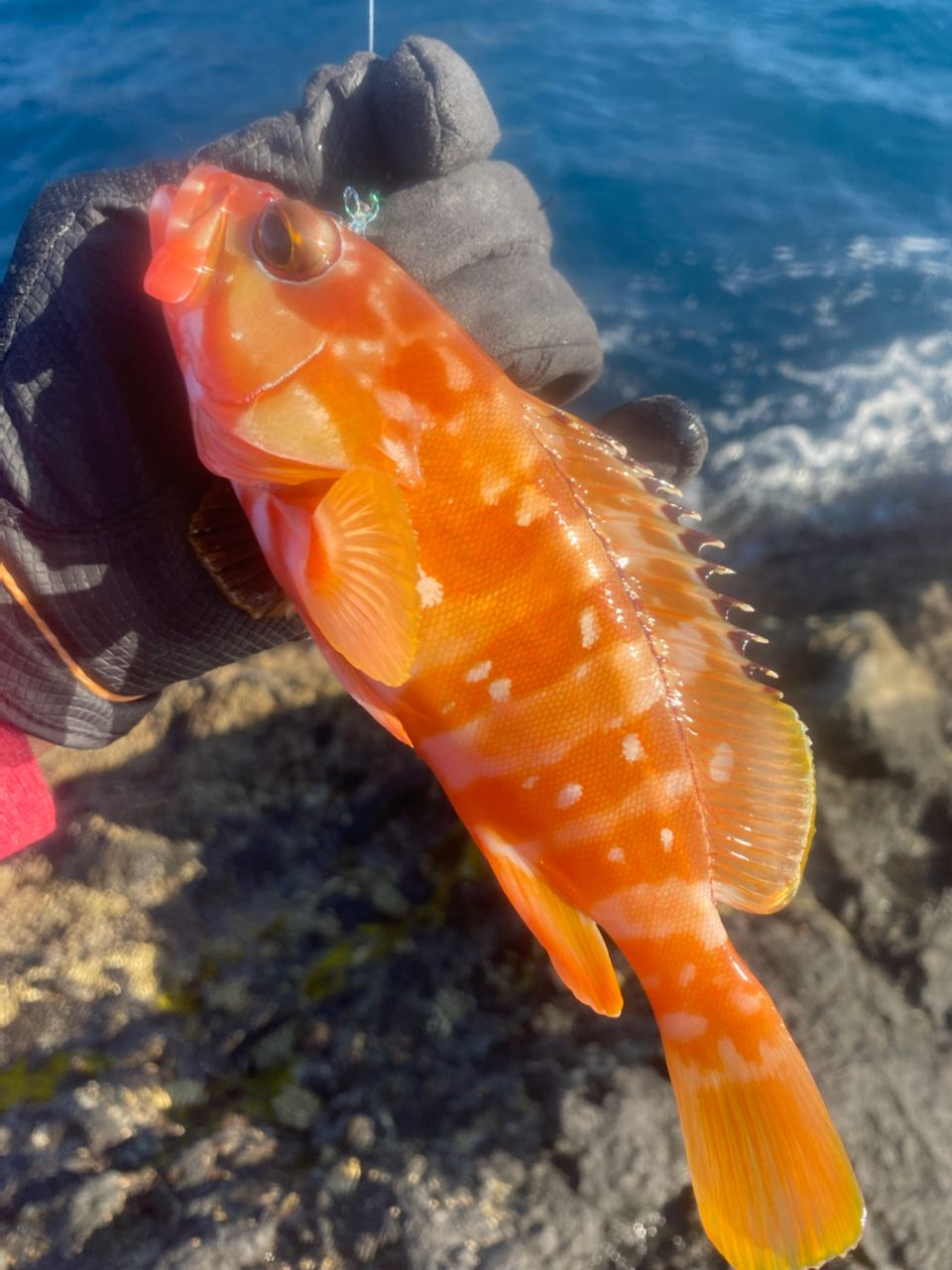 Tくま🐟漁師さんの釣果 2枚目の画像