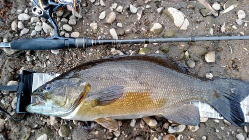 スモールマウスバスの釣果