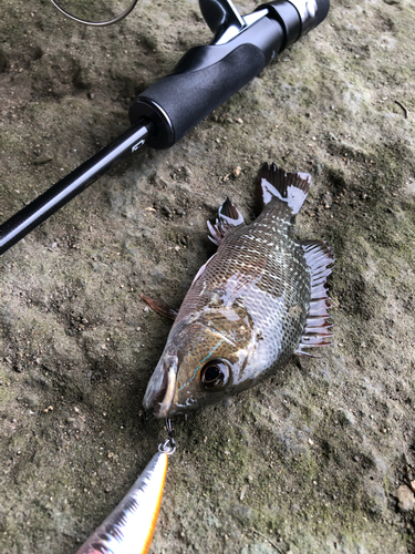 ゴマフエダイの釣果