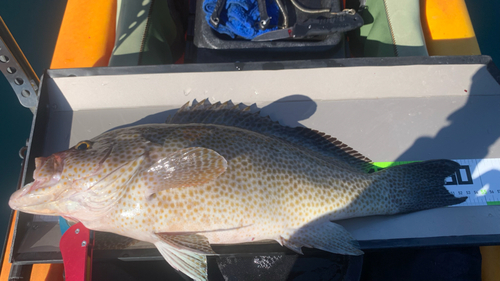 オオモンハタの釣果