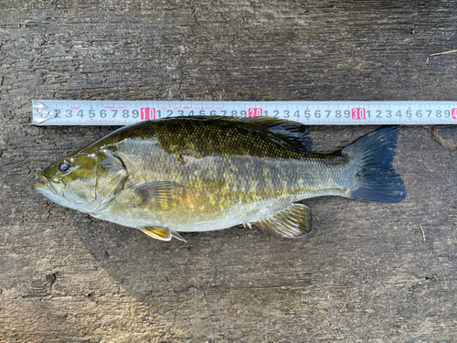 スモールマウスバスの釣果