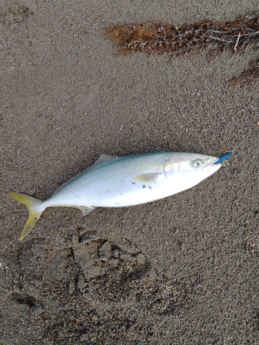 イナダの釣果