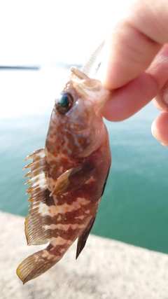 アコウの釣果