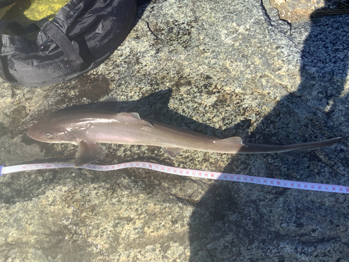 ドチザメの釣果