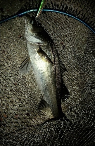 シーバスの釣果