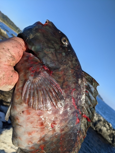 ブダイの釣果