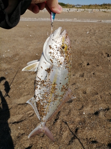 ショゴの釣果