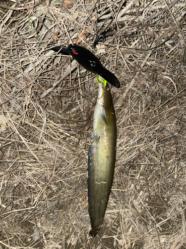 ナマズの釣果