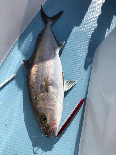 カンパチの釣果