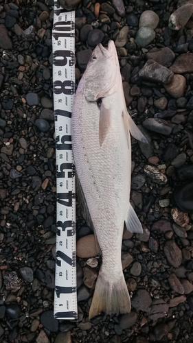 オオニベの釣果