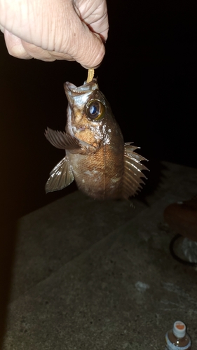 メバルの釣果