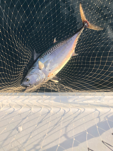 カツオの釣果