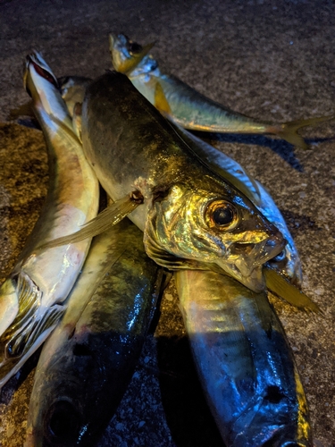 アジの釣果