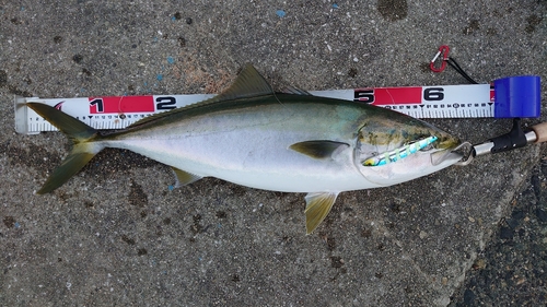 メジロの釣果