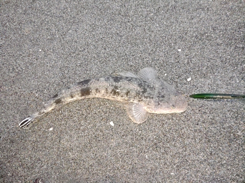 マゴチの釣果