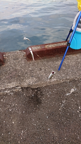 カタクチイワシの釣果