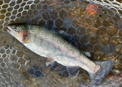 トラウトの釣果