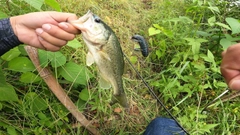 ブラックバスの釣果