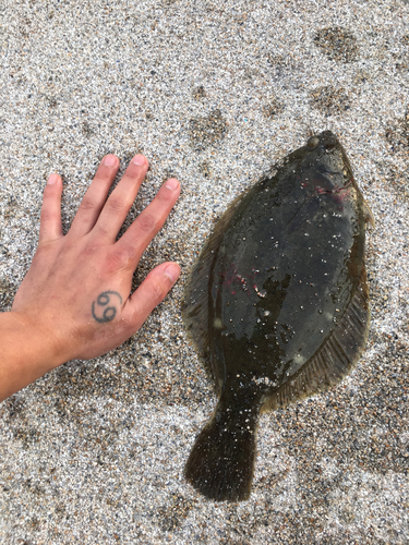 カレイの釣果