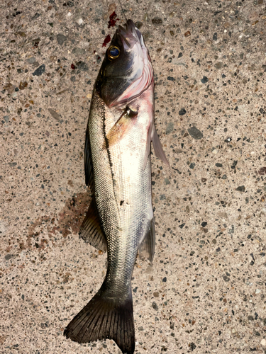 セイゴ（マルスズキ）の釣果