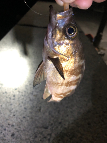 メバルの釣果