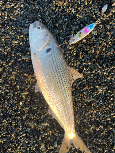 コノシロの釣果