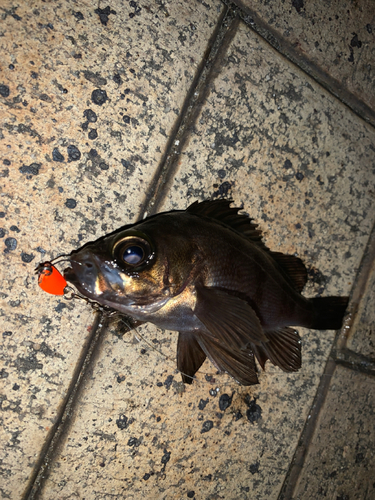 アカメバルの釣果