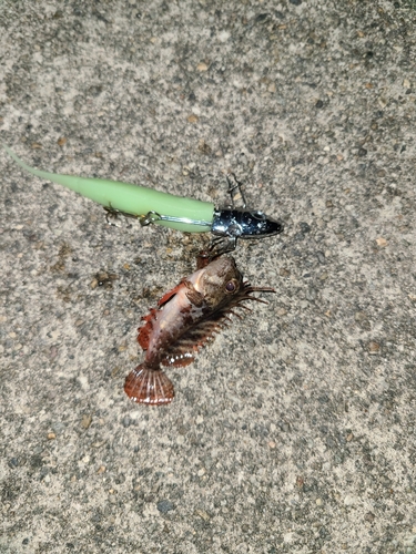 アイゴの釣果